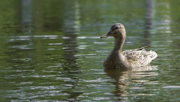 Canard sauvage flottant sur la rivière, par une chaude journée d'été — Photo