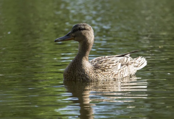 Дикая утка плавает по реке, в теплый летний день — стоковое фото