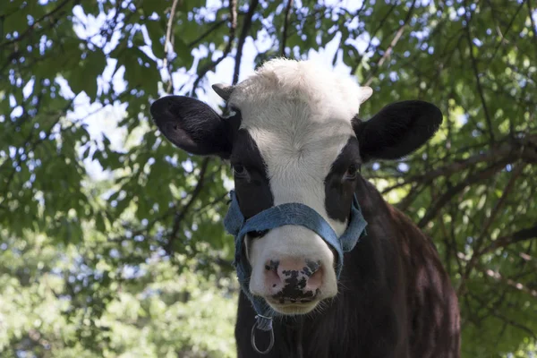 Una mucca al pascolo su un prato verde in una limpida giornata di sole estiva — Foto Stock