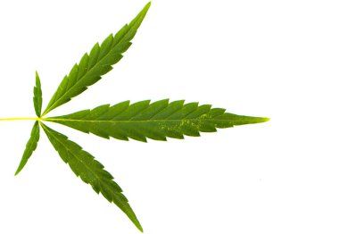 Esrar yaprak, beyaz bitti izole esrar