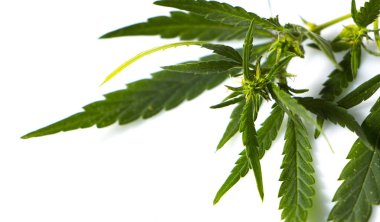 Esrar yaprak, beyaz bitti izole esrar