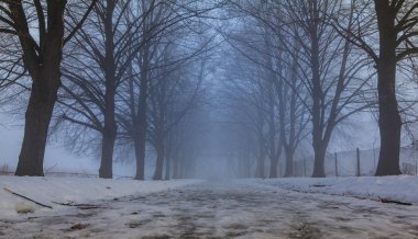 Frost'un kış parkta ağaçların dalları üzerinde