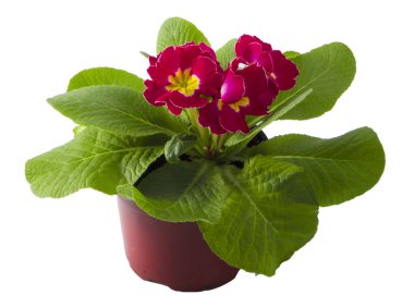 kova içinde güzel pembe çuha çiçeği üzerinde beyaz izole