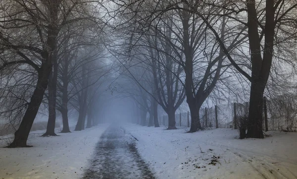 Frost'un kış parkta ağaçların dalları üzerinde