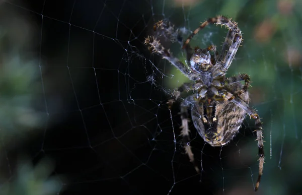 웹 가든 유용 곤충에 거미를 크로스 — 스톡 사진