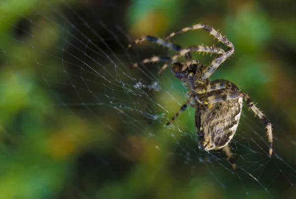 Cross Spider in web Garden useful insect — Stock Photo, Image