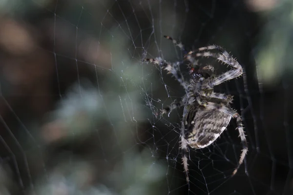 Cross Spider στο web Κήπος χρήσιμο έντομο — Φωτογραφία Αρχείου