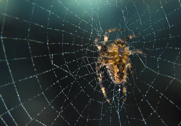 Cross Spider in web Garden useful insect — Stock Photo, Image