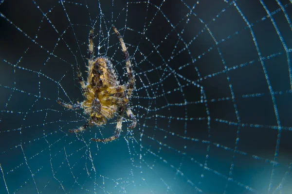웹 가든 유용 곤충에 거미를 크로스 — 스톡 사진