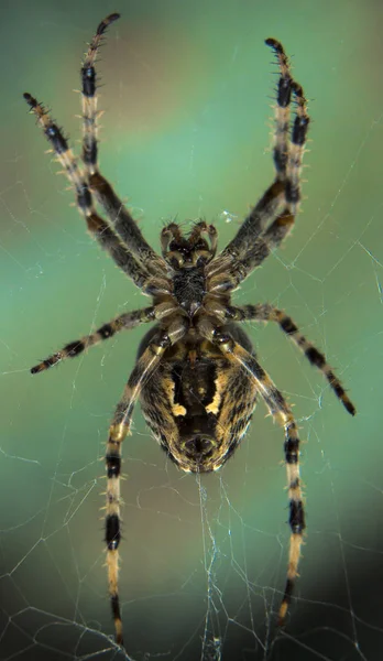 Kereszt Spider web kert hasznos rovar — Stock Fotó