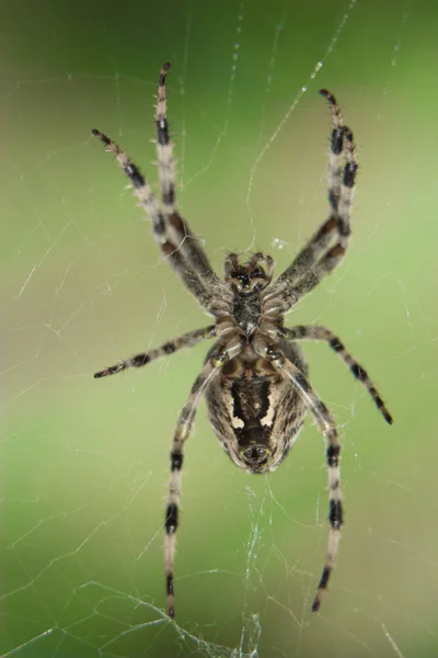 Cross Spider Webissä Garden hyödyllinen hyönteinen — kuvapankkivalokuva