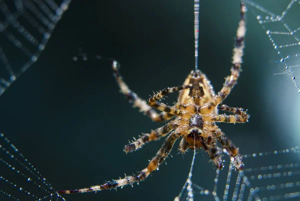 Krzyż Spider web ogród pożytecznych owadów — Zdjęcie stockowe