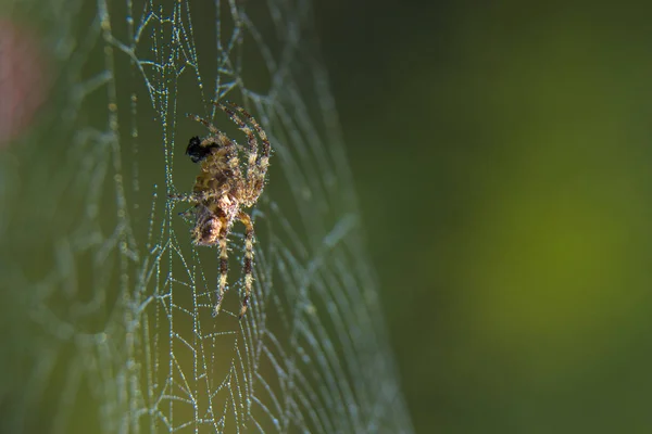 Örümcek web Bahçe yararlı böcek çapraz — Stok fotoğraf