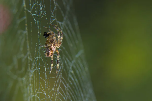 Krzyż Spider web ogród pożytecznych owadów — Zdjęcie stockowe