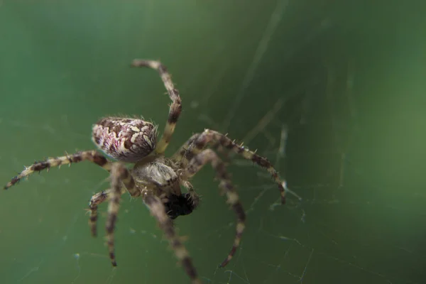 Křižák ve webové zahradě užitečný hmyz — Stock fotografie