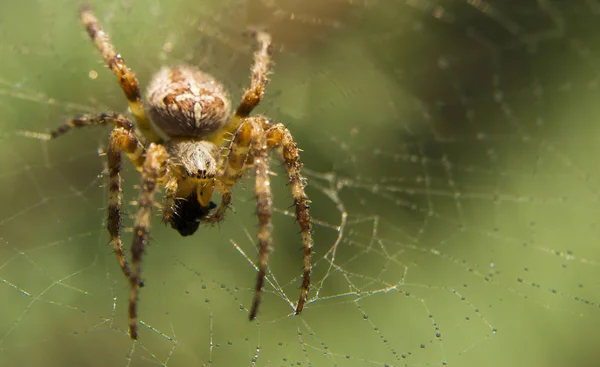 Cross Spider στο web Κήπος χρήσιμο έντομο — Φωτογραφία Αρχείου