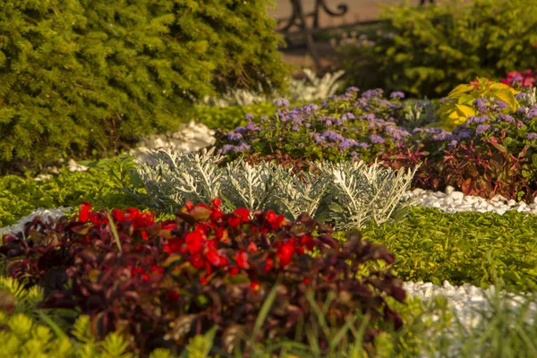 Hera sueca ou hortelã decorativa, o uso de plantas no projeto da paisagem — Fotografia de Stock