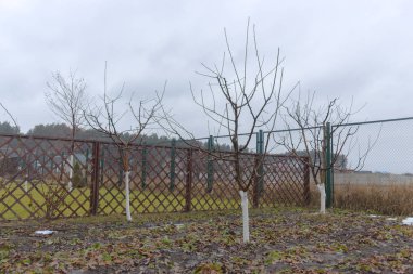 kırpılan meyve ağaçları bakımlı bir Bahçe