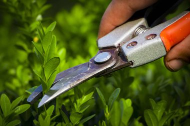 Gereksiz dalları kaldırma bir bahçıvanla bahçedeki budama