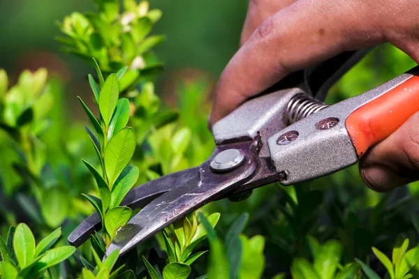 不要な枝を除去する庭師に庭の剪定 — ストック写真