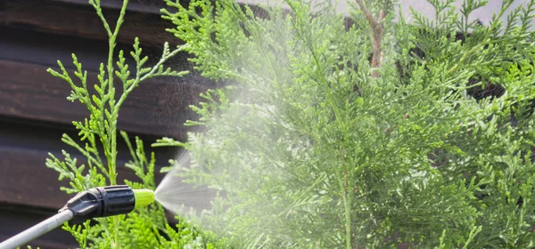 Ogrodnik kropi młode śliwy drzewo przed szkodnikami i chorobami z butelka opryskiwacz. Posiada on opryskiwacza w ręku. — Zdjęcie stockowe
