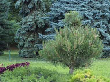 Alp Bahçe cüce iğne yapraklılar ile yakın çekim