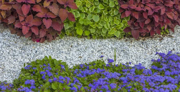 Svéd borostyán vagy dekoratív menta, az a növények alkalmazása a táj design — Stock Fotó