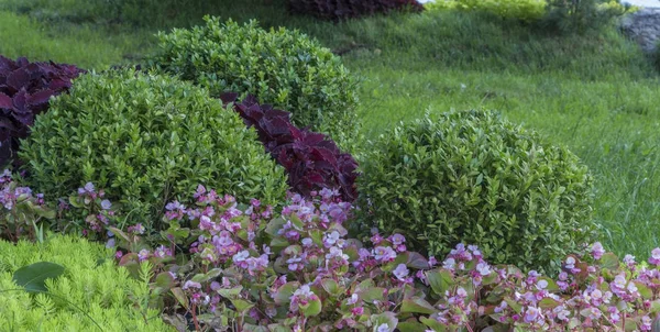 Jardim alpino com coníferas anãs fechar — Fotografia de Stock