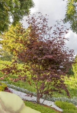 Japon tarzı temiz, bakımlı bir bahçede