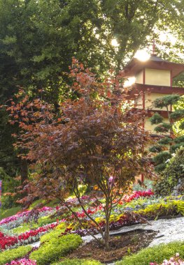 Japon tarzı temiz, bakımlı bir bahçede