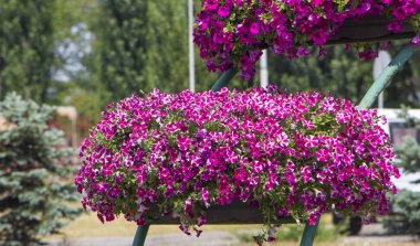 Kraliyet pelargonium çiçekleri - Pelargonium grandiflorum