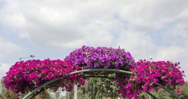 Kraliyet pelargonium çiçekleri - Pelargonium grandiflorum