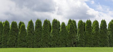 Dökmeyen bitkiler Thuja bir kırsal çit hedge parçası
