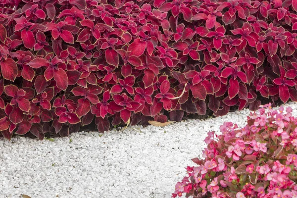 Zweedse klimop of decoratieve munt, het gebruik van planten in het ontwerp van het landschap — Stockfoto