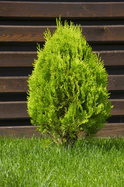 Thujia dwarf in the form of a drop on the lawn — Stock Photo, Image