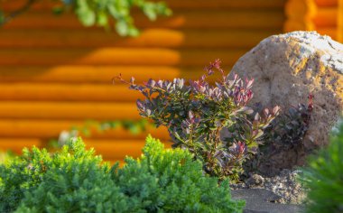 Japon tarzı temiz, bakımlı bir bahçede