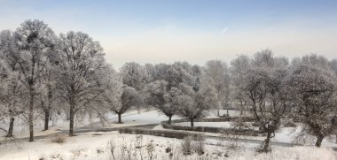 Kış ayazıyla kaplı ağaçlardan taç, mavi gökyüzüne karşı.