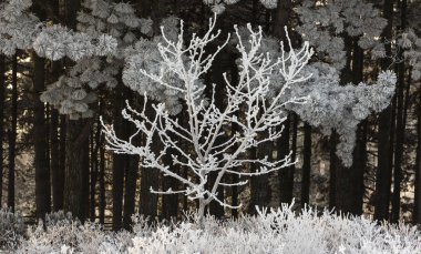 Kış ayazıyla kaplı ağaçlardan taç, mavi gökyüzüne karşı.