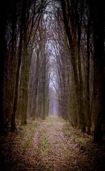 Beautiful autumn park alley. with yellow leaves on the trees — Stock Photo, Image