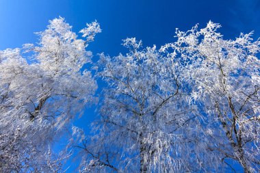 Kış ayazıyla kaplı ağaçlardan taç, mavi gökyüzüne karşı.