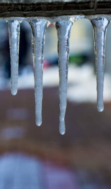Ağaç dalı yağmur sonra buz sarkıtları ile
