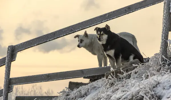Inverno cane randagio nella neve. La neve sta cadendo — Foto Stock