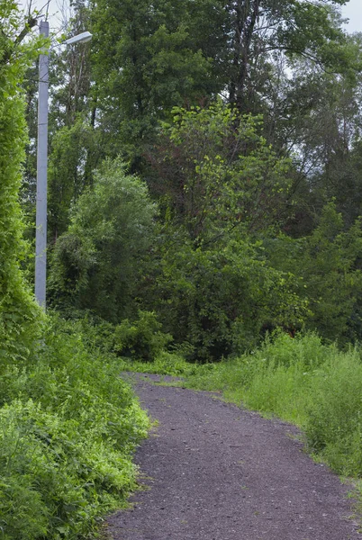 Doğruca gür önde gelen lastik ile kırsal toprak yol izler