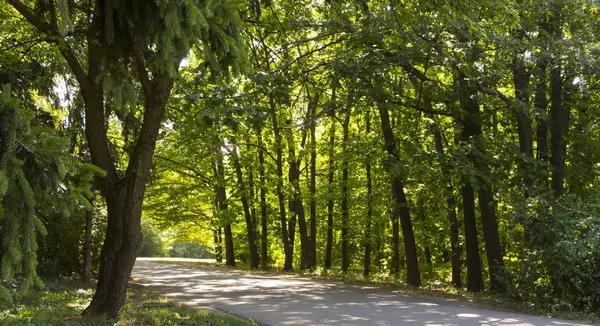 Doğruca gür önde gelen lastik ile kırsal toprak yol izler