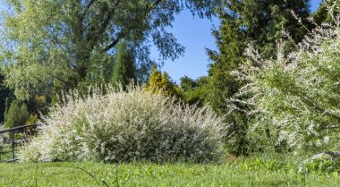Japon tarzı temiz, bakımlı bir bahçede