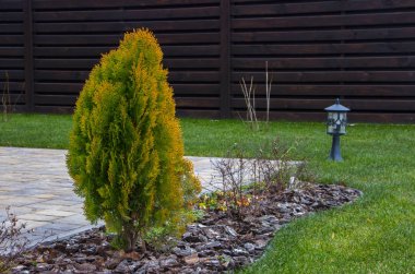 thuja brabant thuja occidentalis thuja plicata arborvitae topu yakın plan..