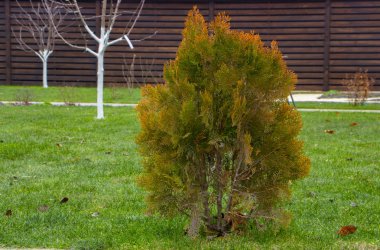 thuja brabant thuja occidentalis thuja plicata arborvitae topu yakın plan..
