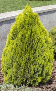 thuja brabant thuja occidentalis thuja plicata arborvitae topu yakın plan..