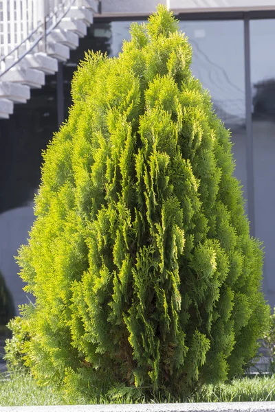 Thuja brabant thuja occidentalis thuja plicata arborvitae Ball in Großaufnahme. — Stockfoto