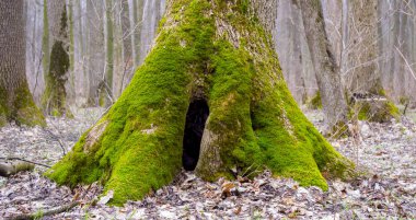 Ormanın içinde yosun kaplı bir eski güdük